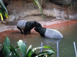 Tapirs at San Diego Zoo