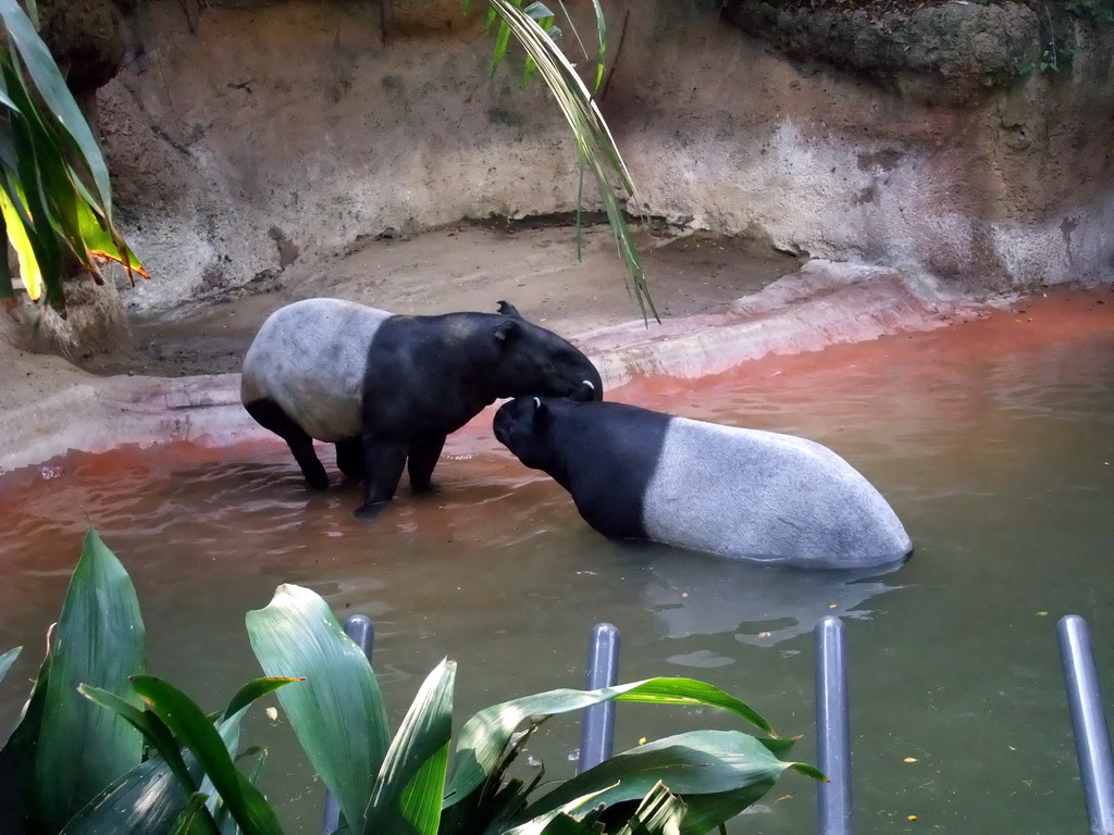 Tapirs at San Diego Zoo