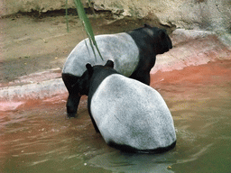 Tapirs at San Diego Zoo