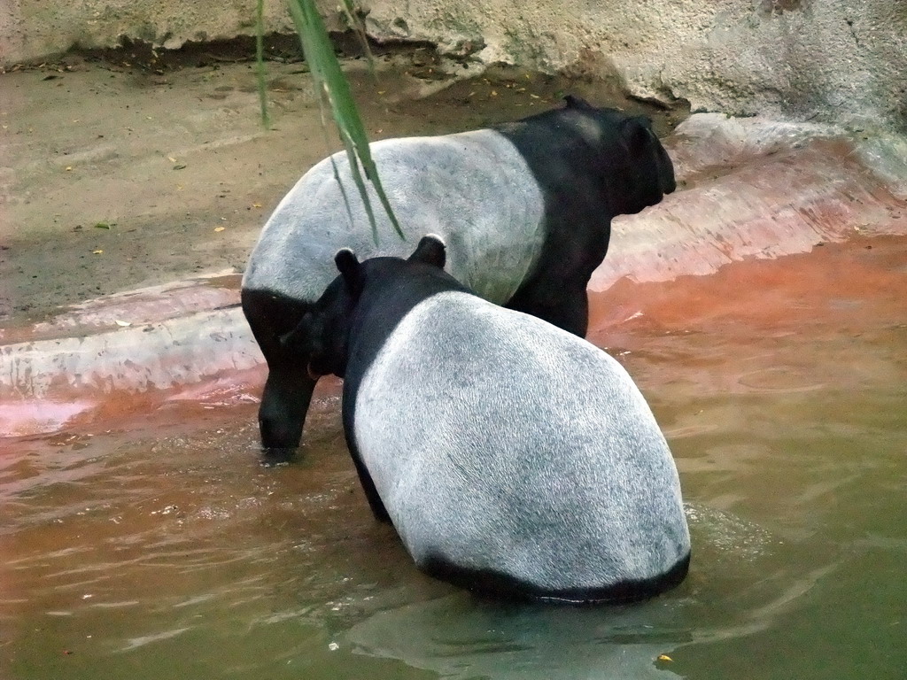 Tapirs at San Diego Zoo