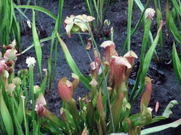 Plants at San Diego Zoo