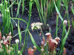 Plants at San Diego Zoo