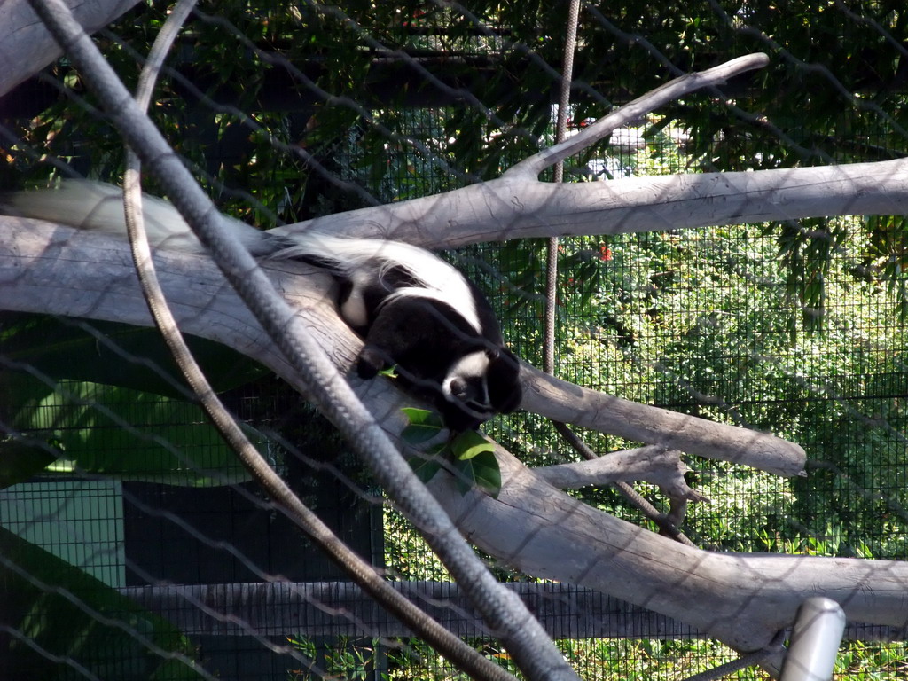 Angola Colobus at San Diego Zoo