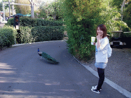 Miaomiao with Peacock at San Diego Zoo