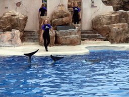 Dolphins and trainers at SeaWorld San Diego
