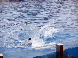 Dolphin at SeaWorld San Diego