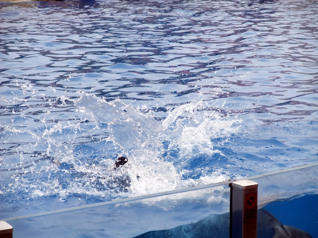 Dolphin at SeaWorld San Diego