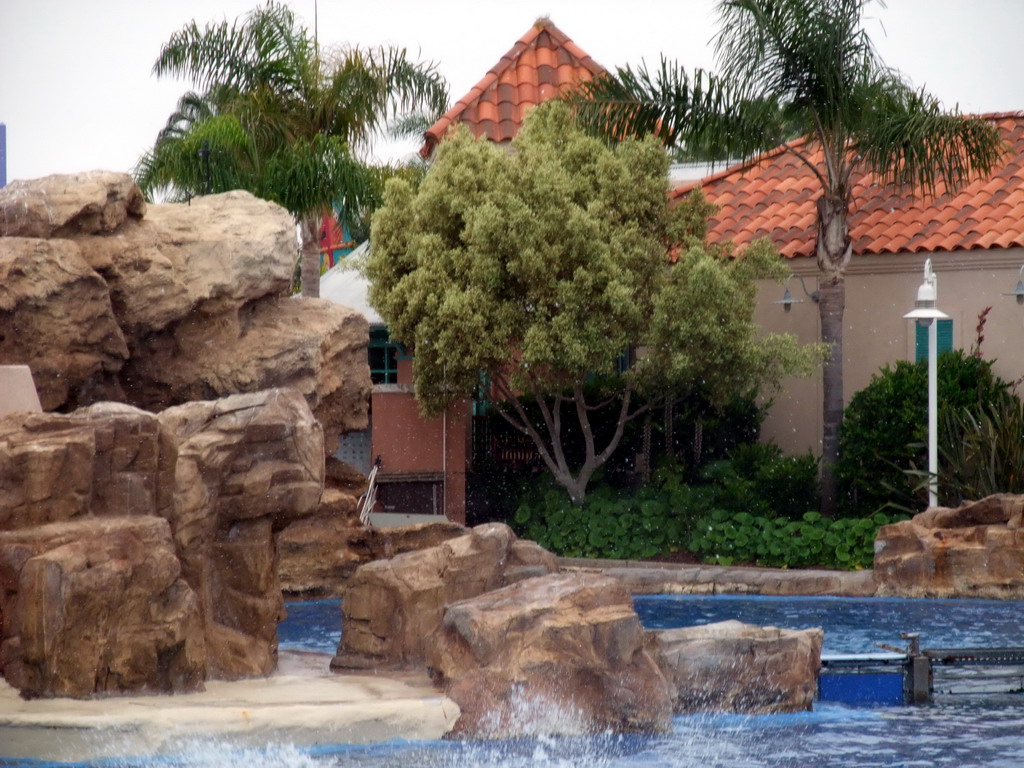 Dolphin in the water at SeaWorld San Diego