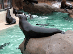 Sea Lions at SeaWorld San Diego