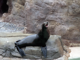 Sea Lion at SeaWorld San Diego