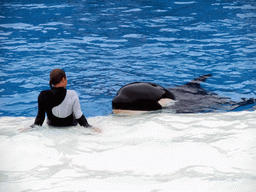 Orca and trainer at `Shamu Show: Believe` at SeaWorld San Diego