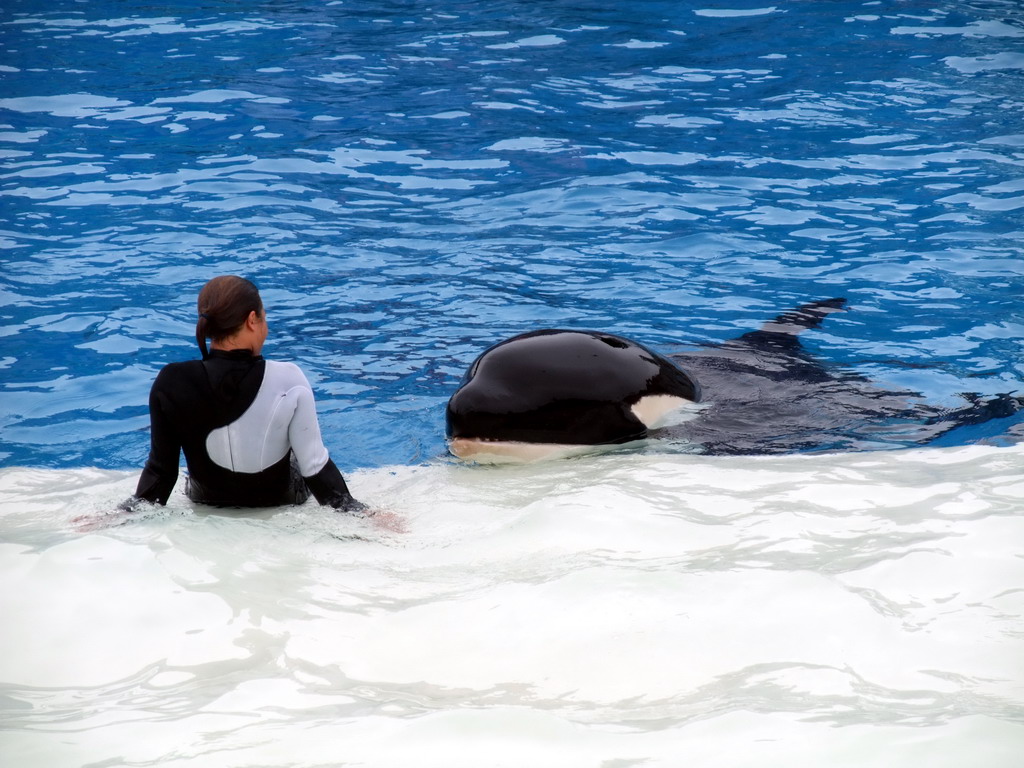 Orca and trainer at `Shamu Show: Believe` at SeaWorld San Diego