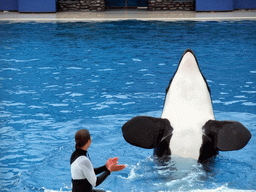 Orca and trainer at `Shamu Show: Believe` at SeaWorld San Diego