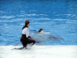 Orca and trainer at `Shamu Show: Believe` at SeaWorld San Diego