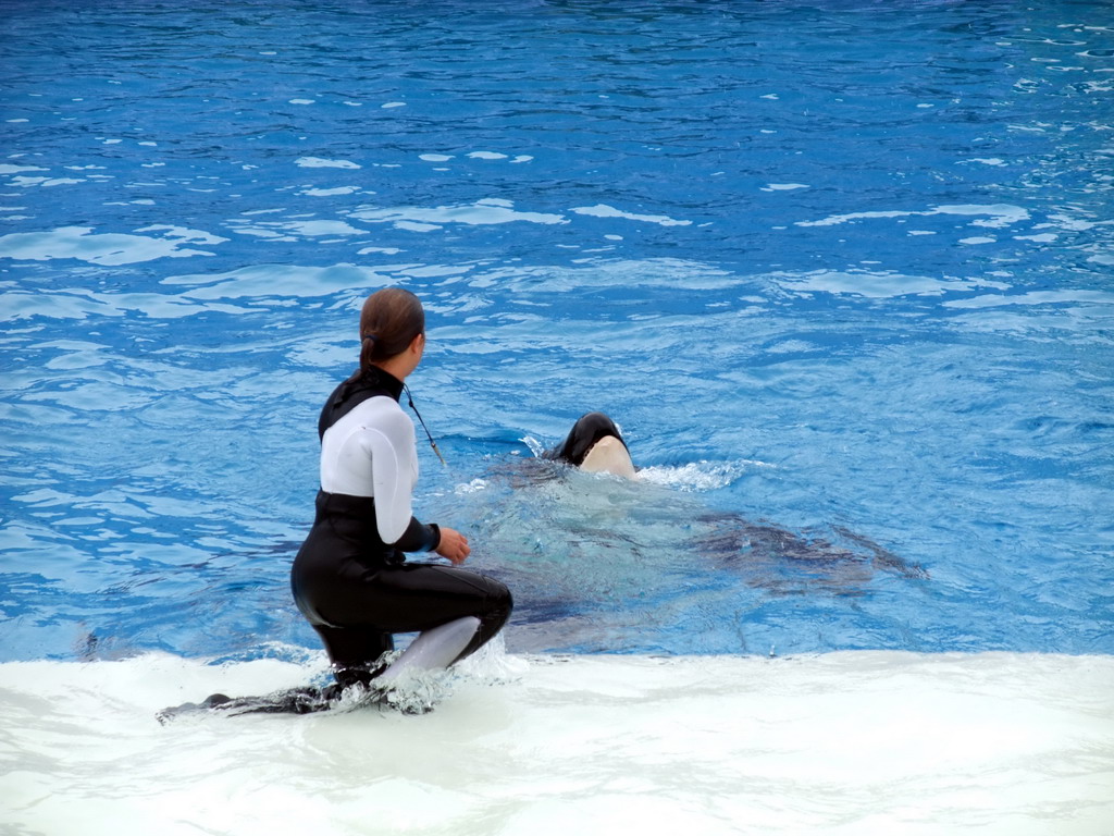 Orca and trainer at `Shamu Show: Believe` at SeaWorld San Diego