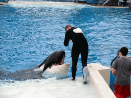 Orca and trainer at `Shamu Show: Believe` at SeaWorld San Diego