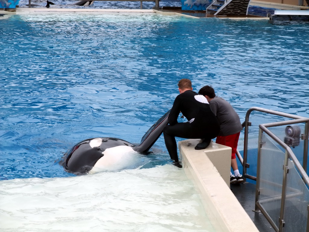 Orca and trainer at `Shamu Show: Believe` at SeaWorld San Diego