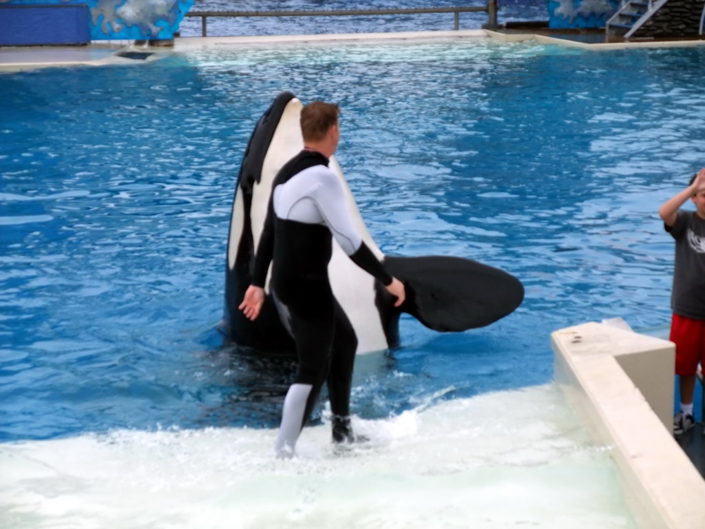 Orca and trainer at `Shamu Show: Believe` at SeaWorld San Diego