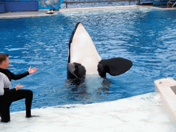 Orca and trainer at `Shamu Show: Believe` at SeaWorld San Diego