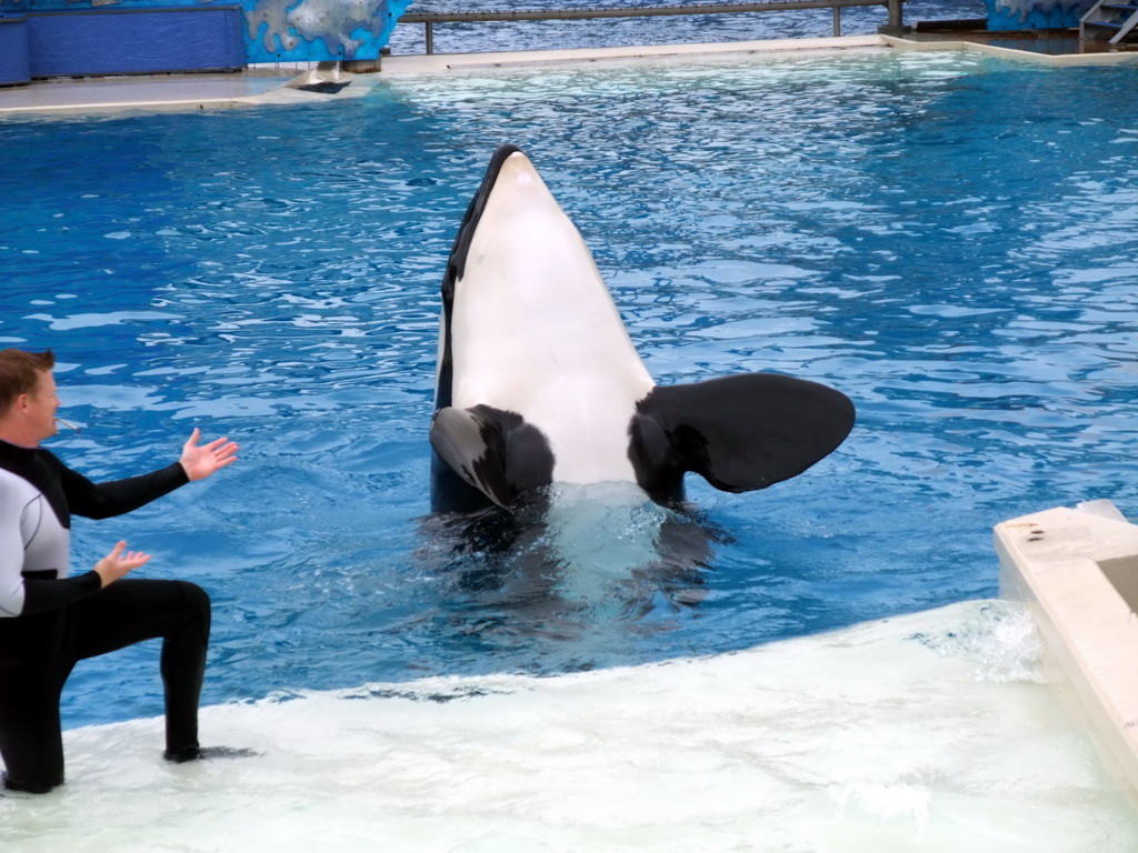 Orca and trainer at `Shamu Show: Believe` at SeaWorld San Diego