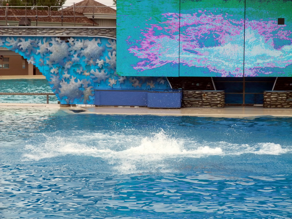 Orca in the water at `Shamu Show: Believe` at SeaWorld San Diego