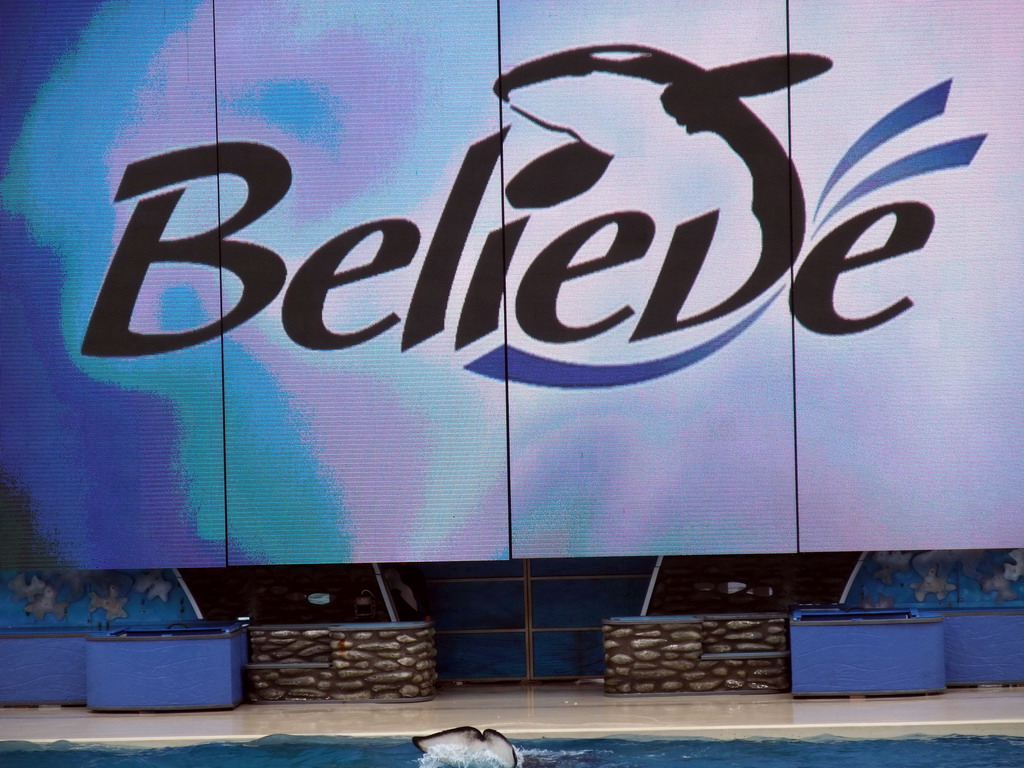 Orca at `Shamu Show: Believe` at SeaWorld San Diego