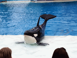 Orca at `Shamu Show: Believe` at SeaWorld San Diego