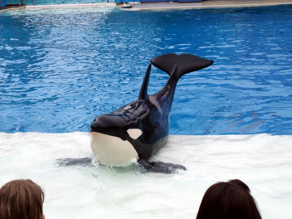 Orca at `Shamu Show: Believe` at SeaWorld San Diego