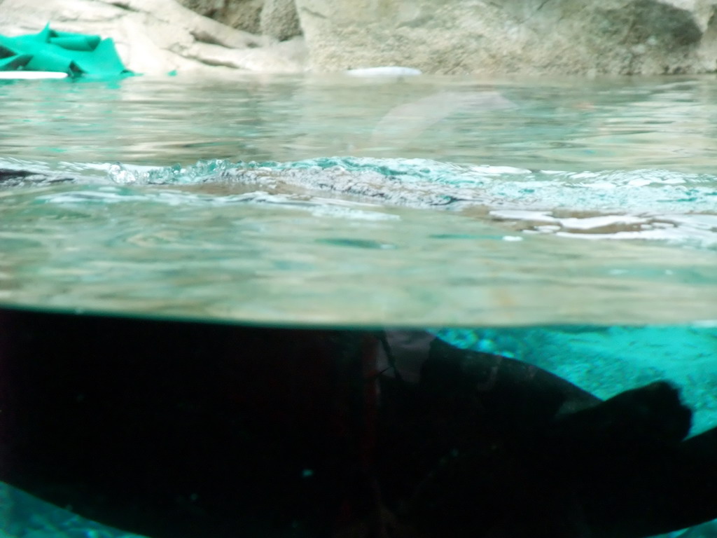 Animal under water at SeaWorld San Diego