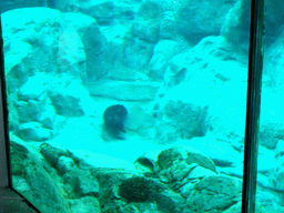 Animal under water at SeaWorld San Diego