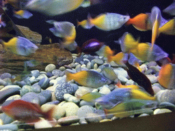Fish at SeaWorld San Diego
