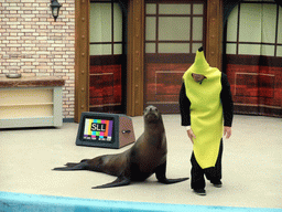 Sea Lion with trainer at SeaWorld San Diego