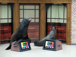 Sea Lions at SeaWorld San Diego