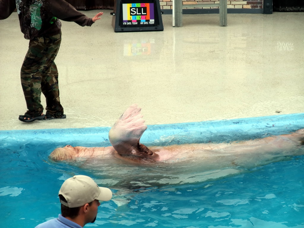 Sea Elephant with trainer at SeaWorld San Diego