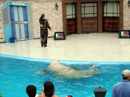 Sea Elephant with trainer at SeaWorld San Diego