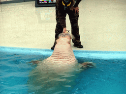 Sea Elephant with trainer at SeaWorld San Diego
