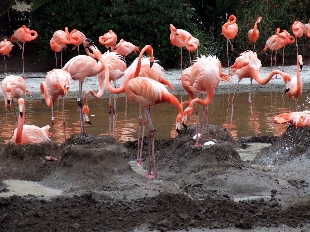 Flamingos at SeaWorld San Diego