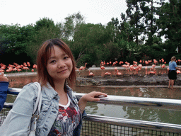 Miaomiao with Flamingos at SeaWorld San Diego