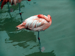 Flamingos at SeaWorld San Diego