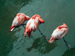 Flamingos at SeaWorld San Diego