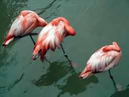 Flamingos at SeaWorld San Diego