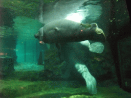 Manatees at SeaWorld San Diego