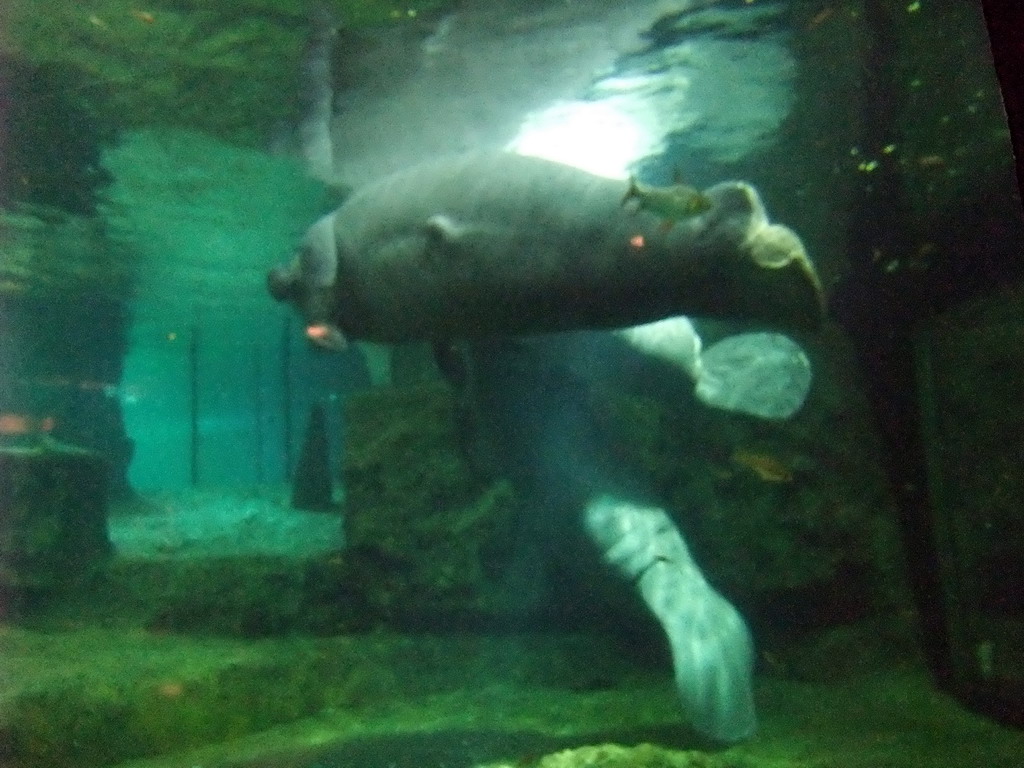 Manatees at SeaWorld San Diego