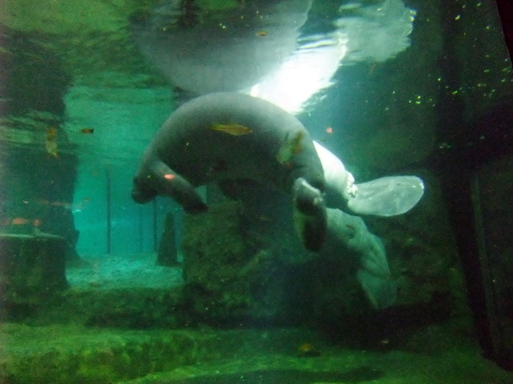 Manatees at SeaWorld San Diego