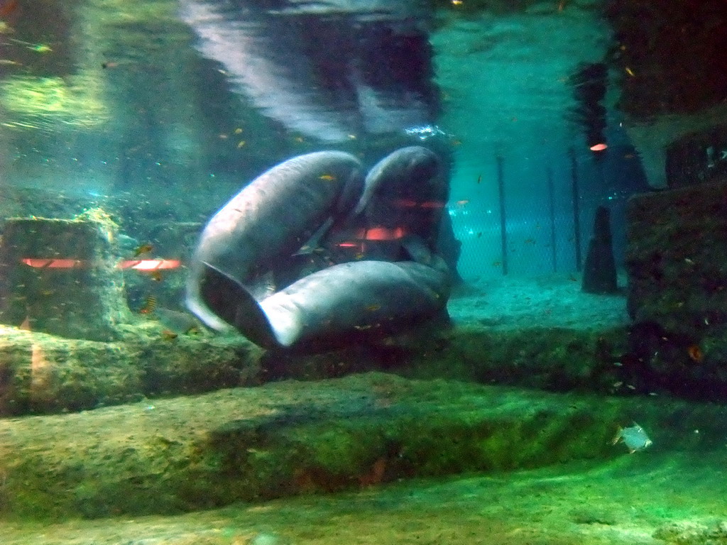 Manatees at SeaWorld San Diego