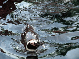 Penguin at SeaWorld San Diego