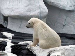 Polar Bear at SeaWorld San Diego