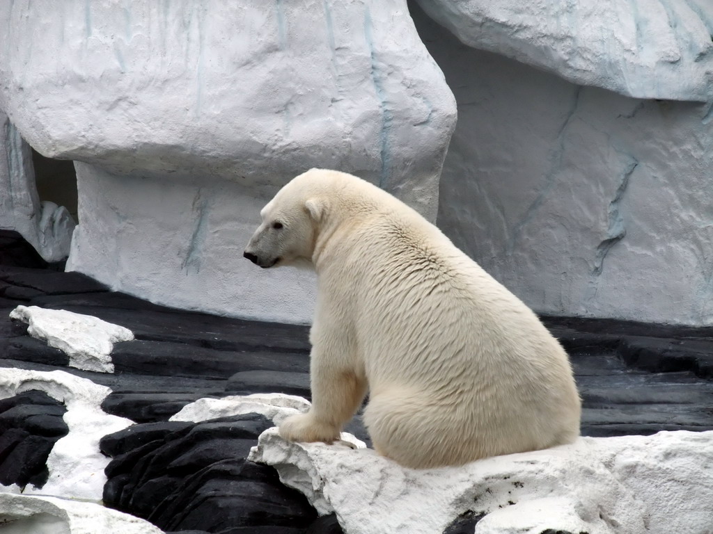 Polar Bear at SeaWorld San Diego