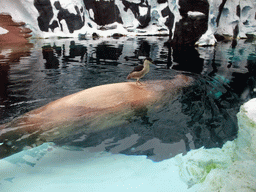 Sea Elephant with bird at SeaWorld San Diego