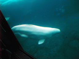 Animal under water at SeaWorld San Diego